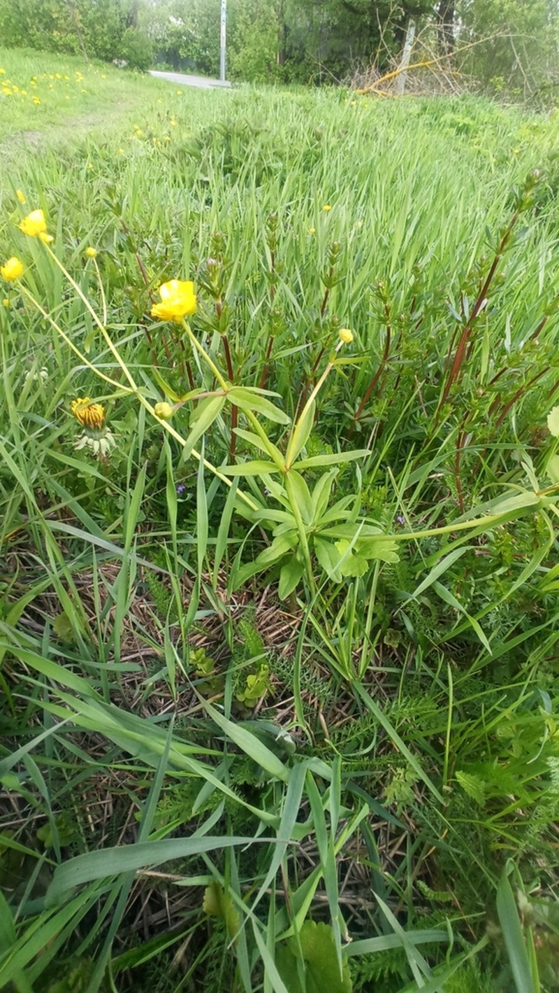 Ranunculus pronicus photo 5