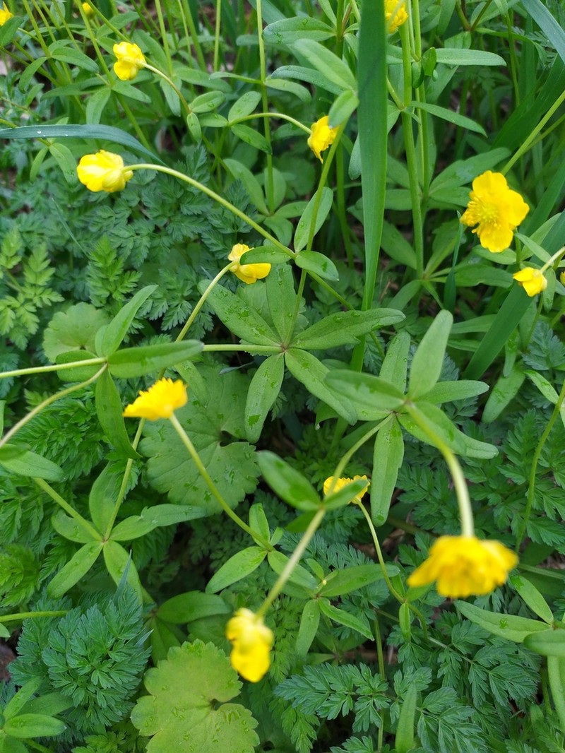Ranunculus pronicus photo 6