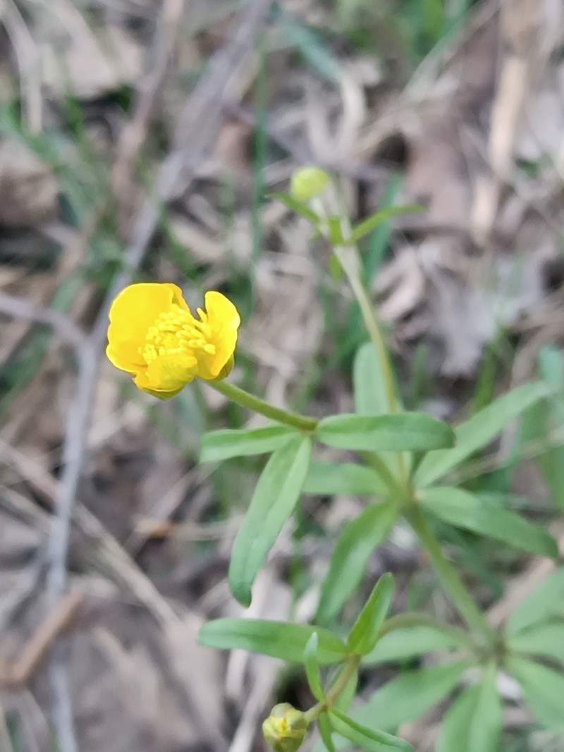 Ranunculus pronicus photo 7