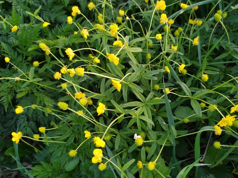 Ranunculus pronicus photo 8