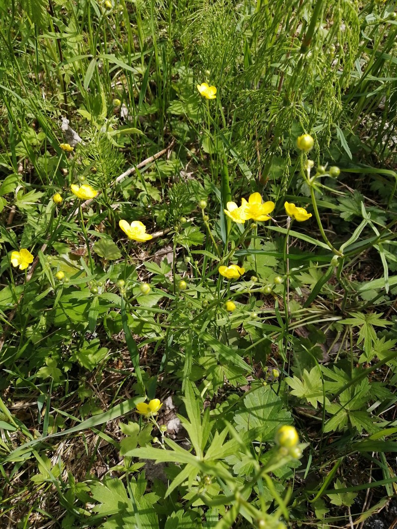 Ranunculus propinquus