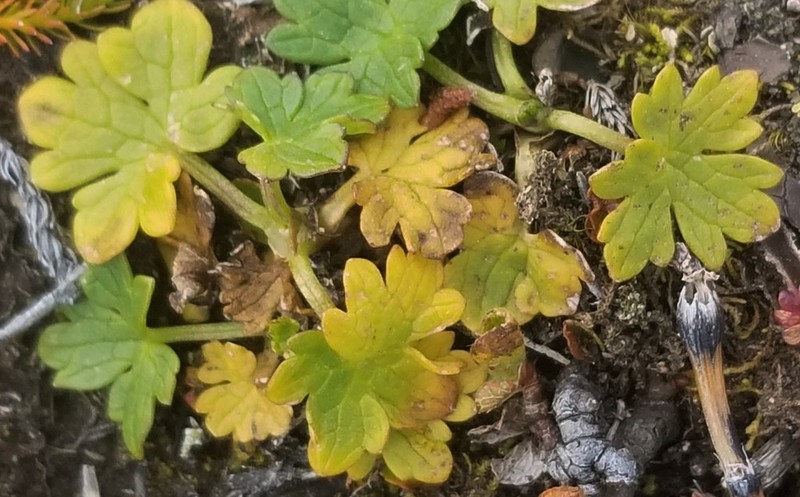 Ranunculus propinquus photo 2