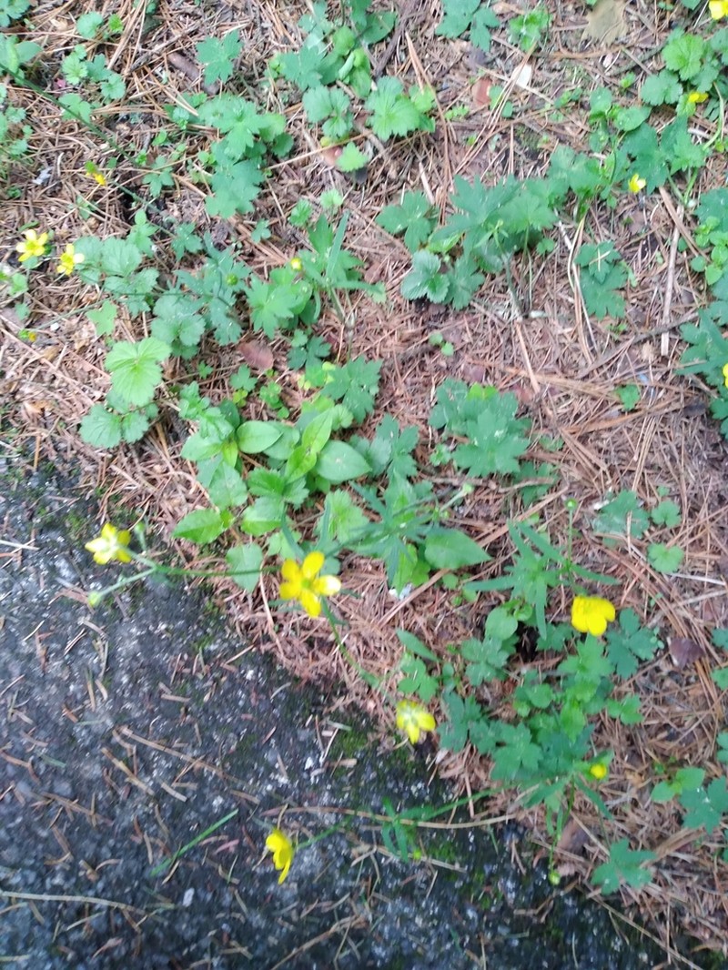 Ranunculus propinquus photo 3