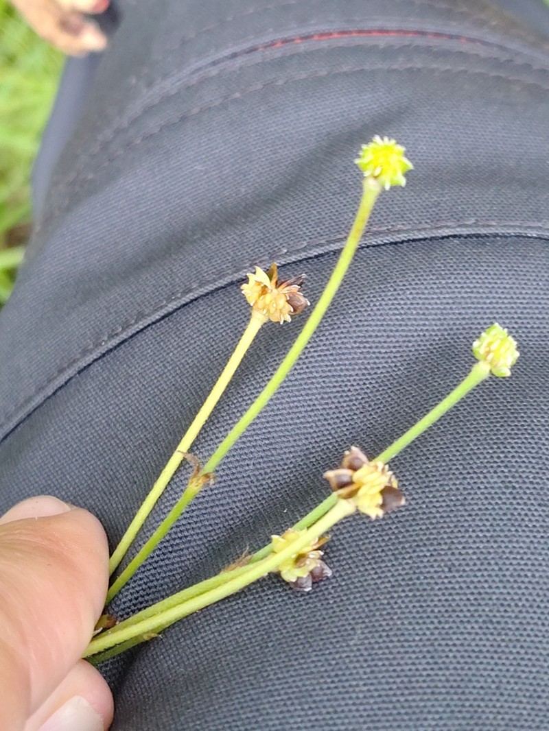 Ranunculus propinquus photo 4