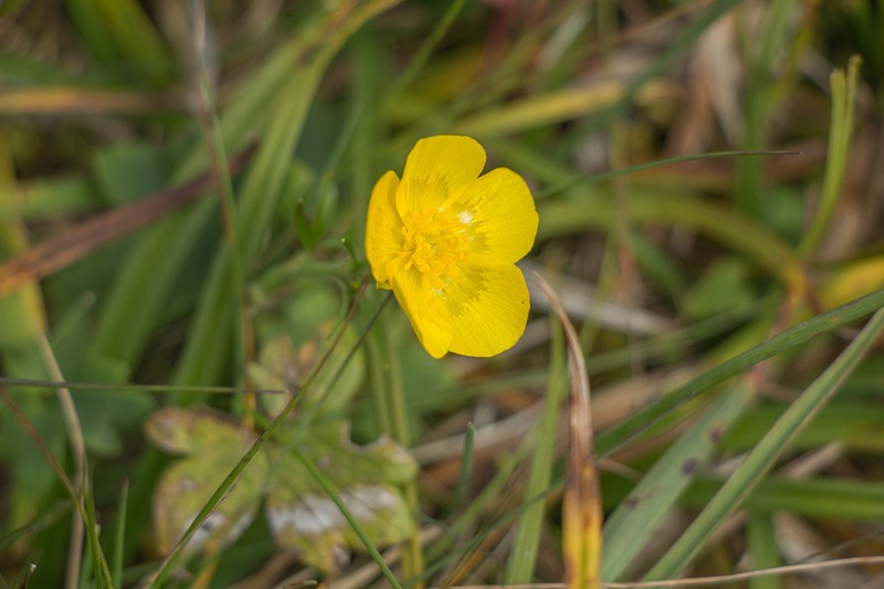 Ranunculus propinquus photo 5