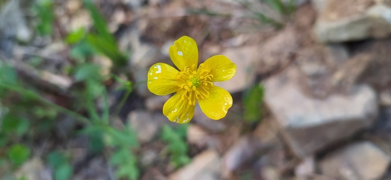 Ranunculus propinquus photo 6