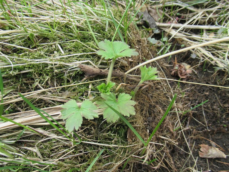 Ranunculus propinquus photo 7