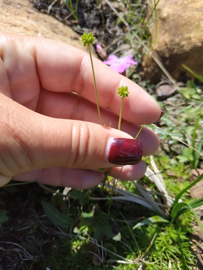 Ranunculus propinquus subsp. glabriusculus