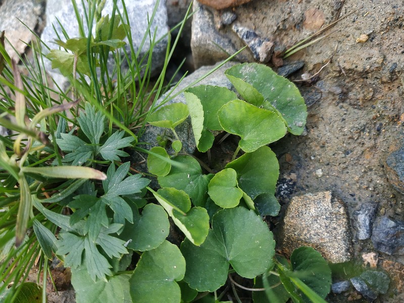 Ranunculus propinquus subsp. glabriusculus photo 2