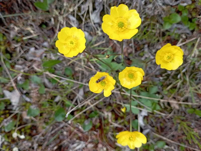 Ranunculus propinquus subsp. glabriusculus photo 3