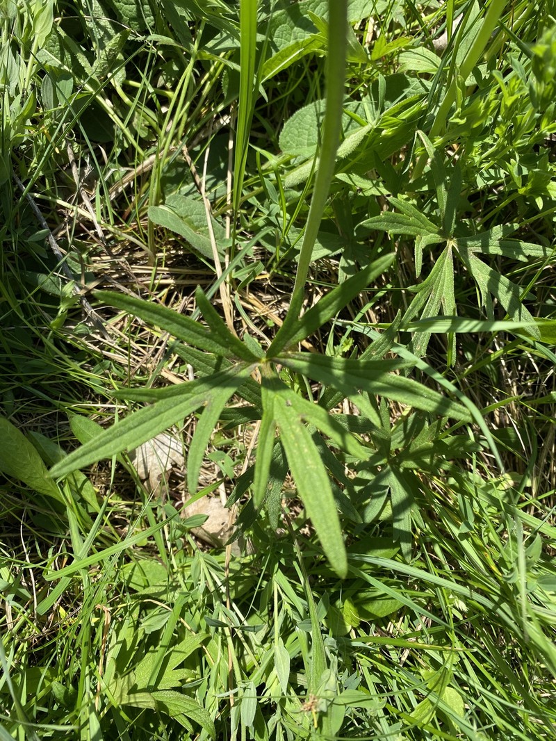 Ranunculus propinquus subsp. propinquus