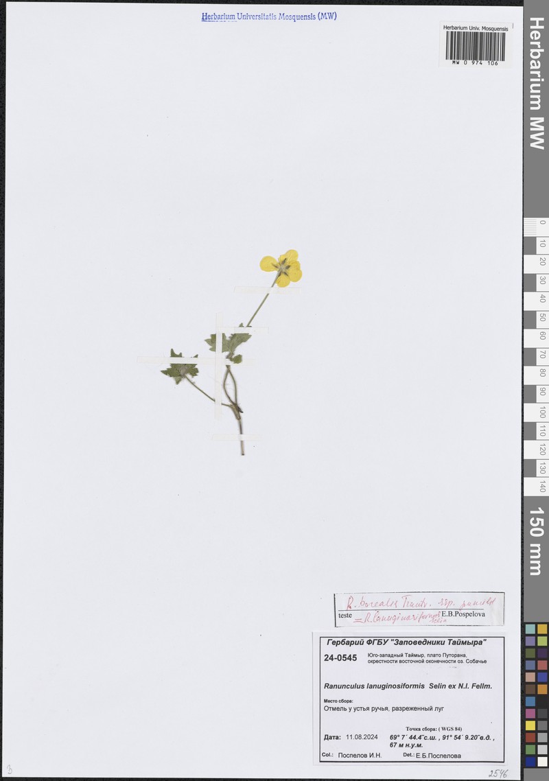 Ranunculus propinquus subsp. propinquus photo 2