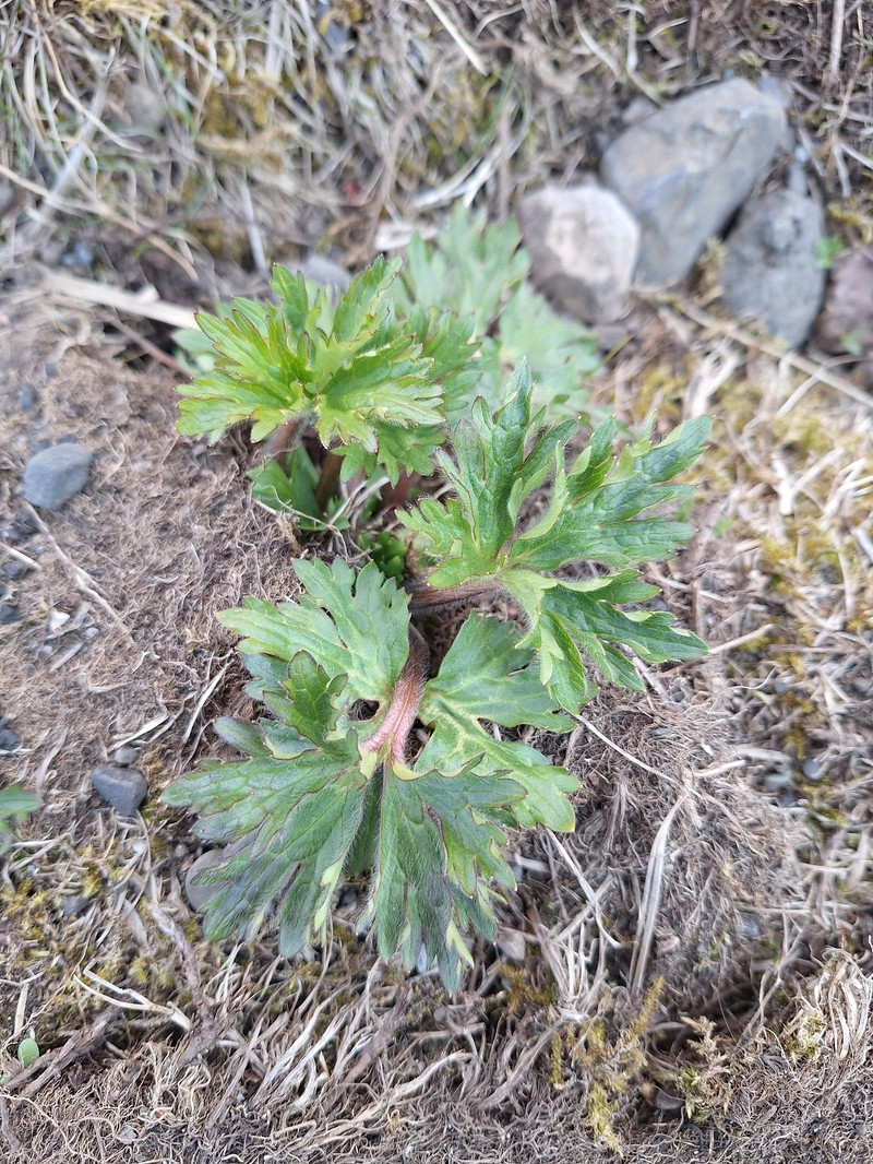 Ranunculus propinquus subsp. subborealis