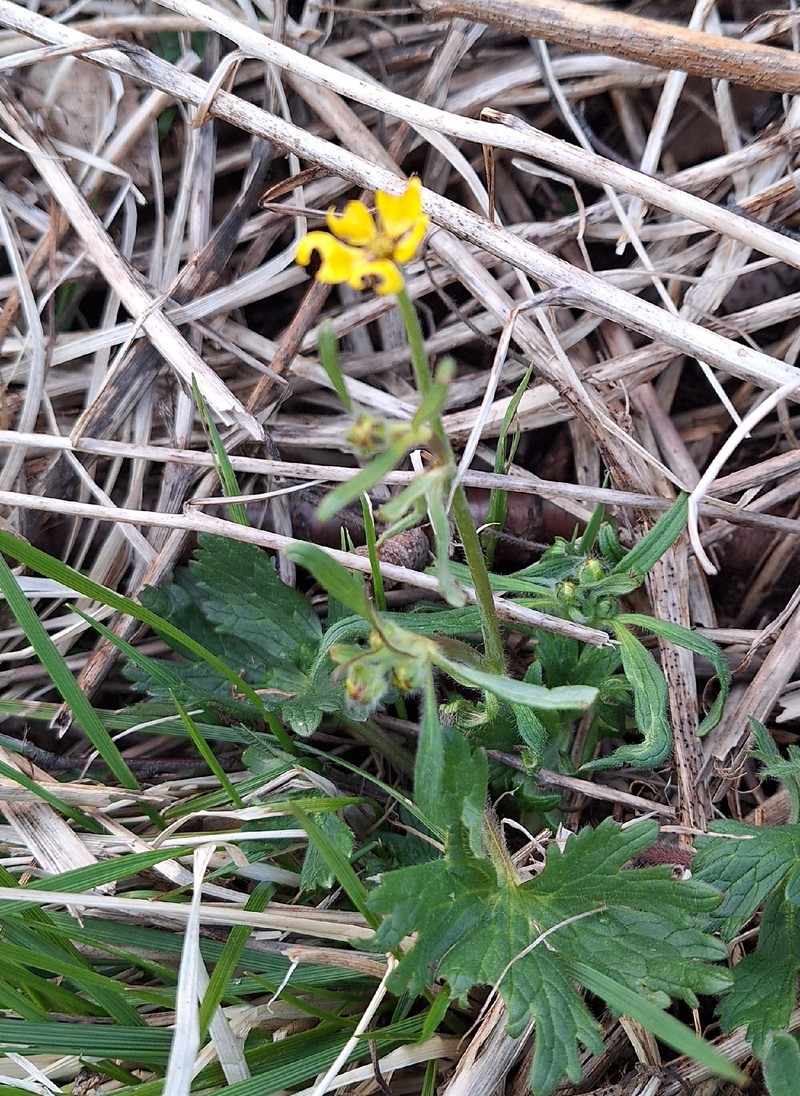 Ranunculus propinquus subsp. subborealis photo 2