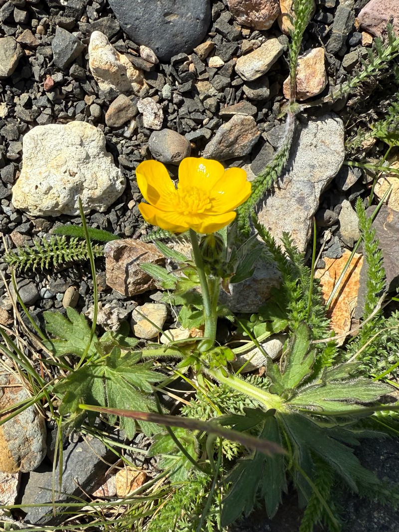Ranunculus propinquus subsp. subborealis photo 3