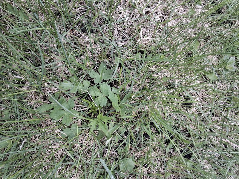 Ranunculus propinquus subsp. subborealis photo 4