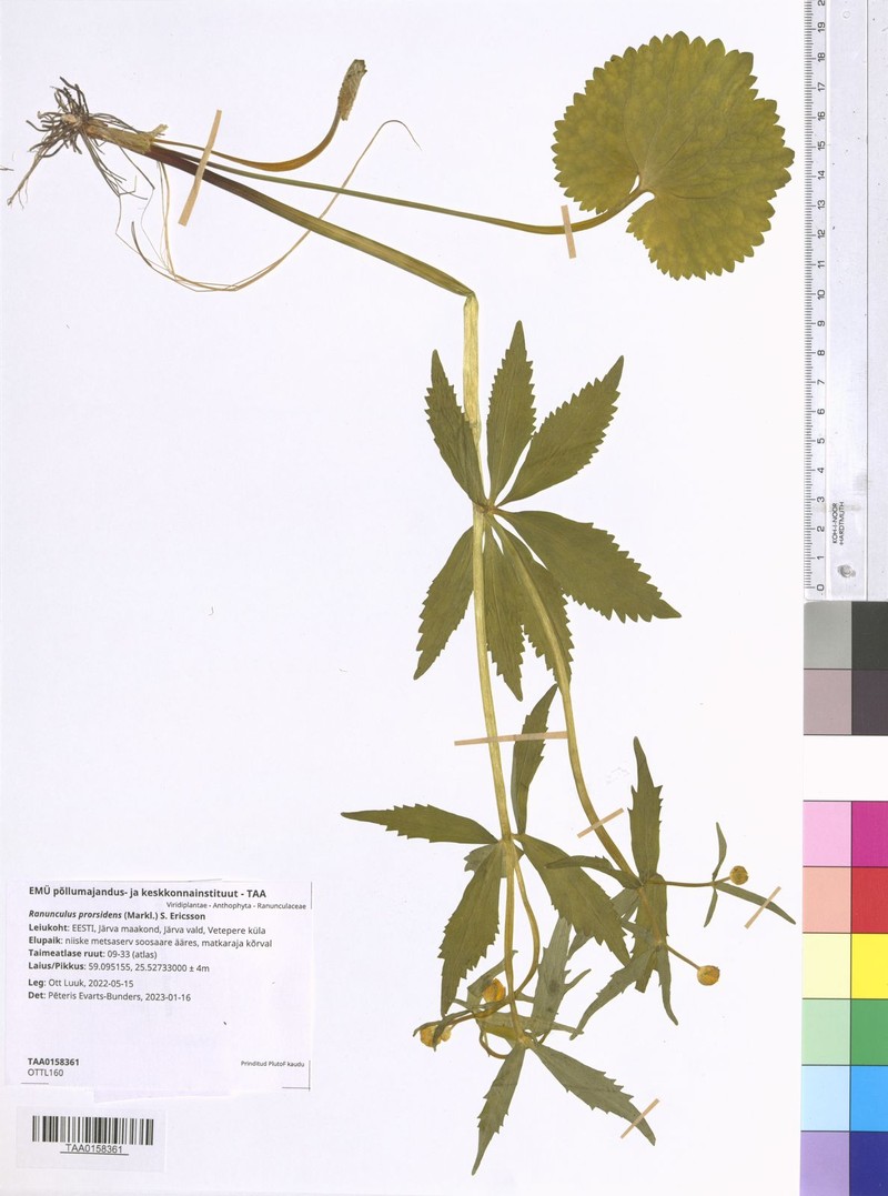Ranunculus prorsidens