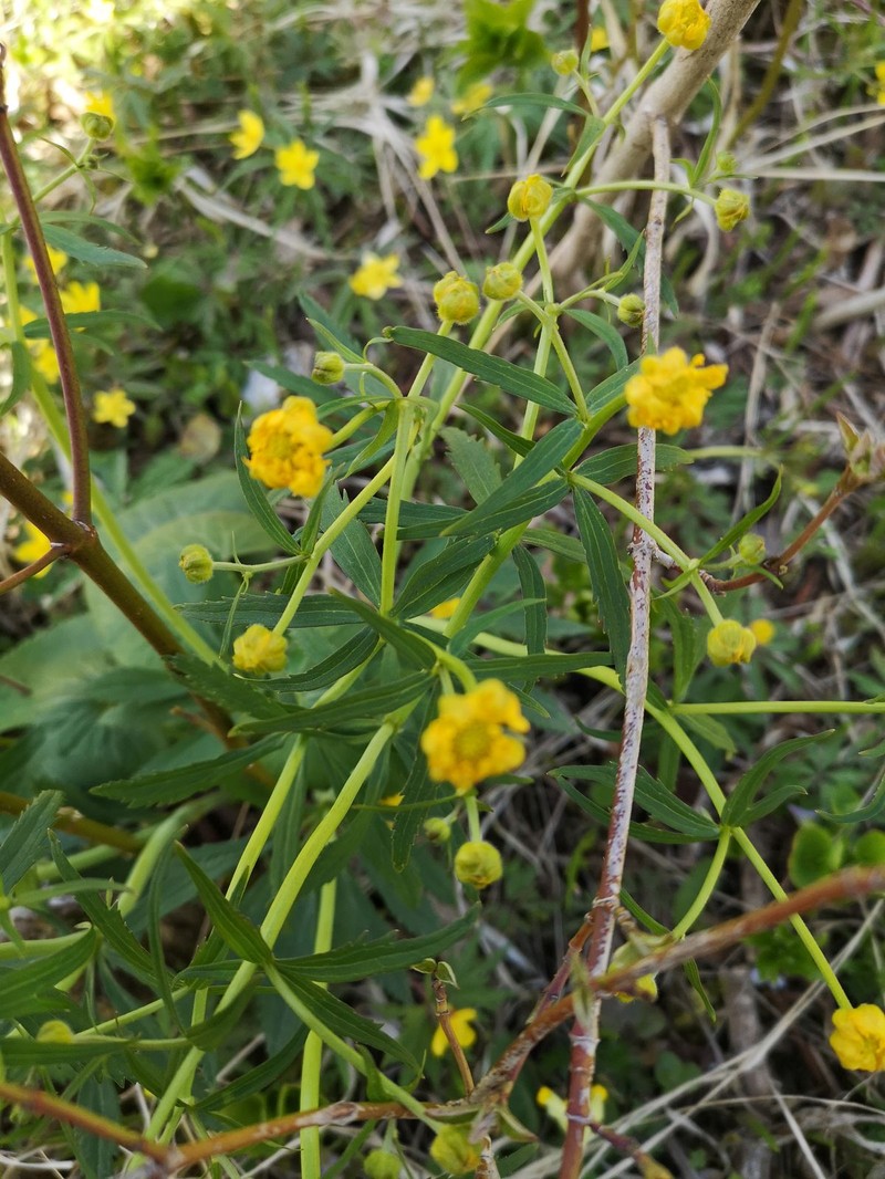 Ranunculus prorsidens photo 2