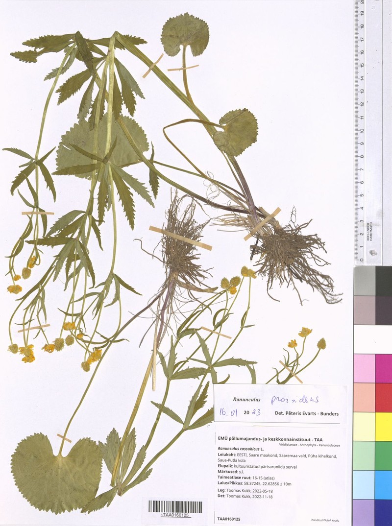 Ranunculus prorsidens photo 3