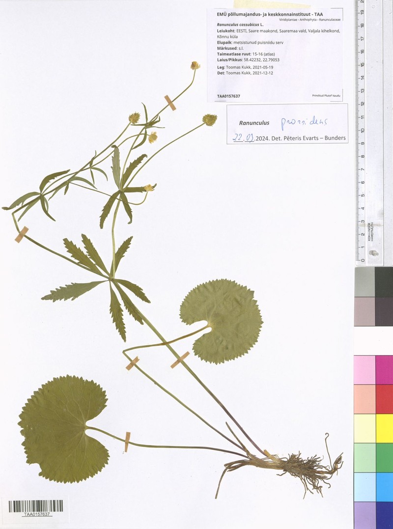 Ranunculus prorsidens photo 4