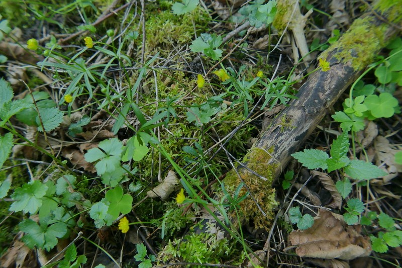 Ranunculus prosseri