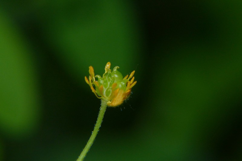 Ranunculus prosseri photo 2