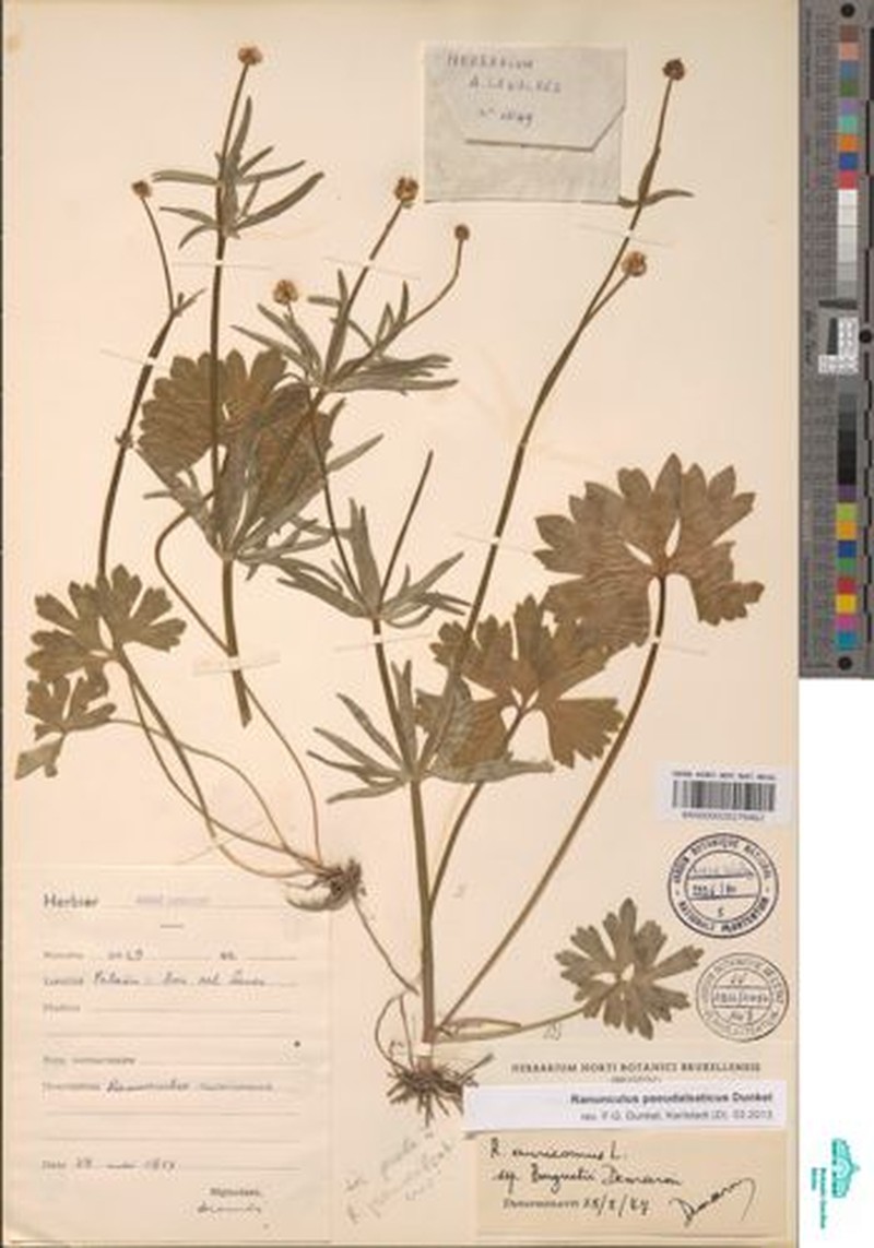 Ranunculus pseudalsaticus