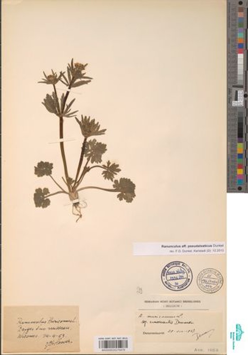 Ranunculus pseudalsaticus photo 2