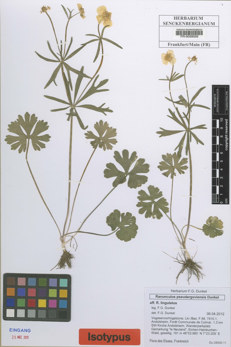Ranunculus pseudargoviensis