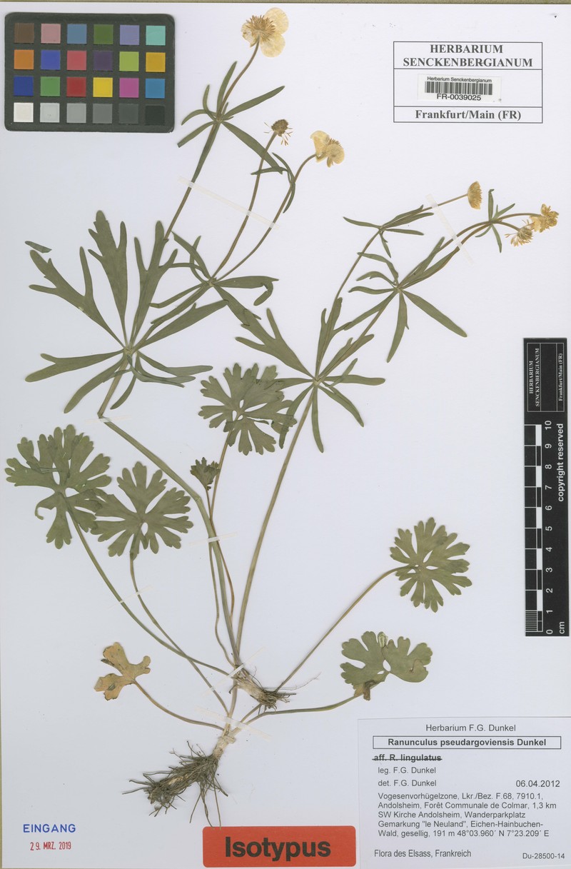 Ranunculus pseudargoviensis photo 2
