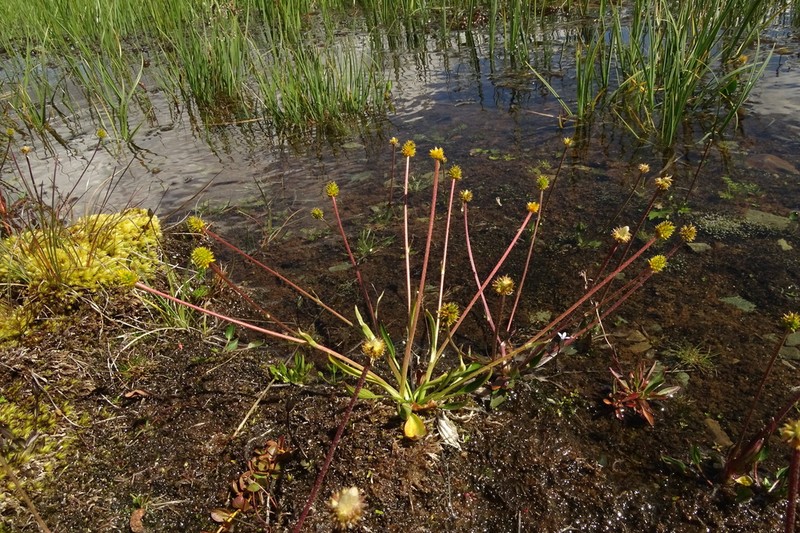 Ranunculus pseudohirculus photo 2