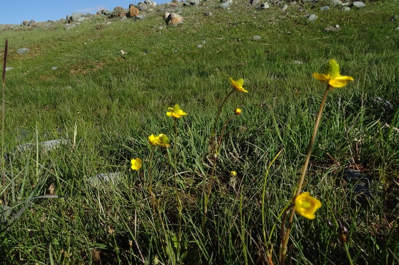 Ranunculus pseudohirculus photo 3