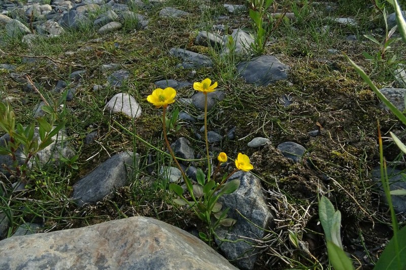 Ranunculus pseudohirculus photo 4