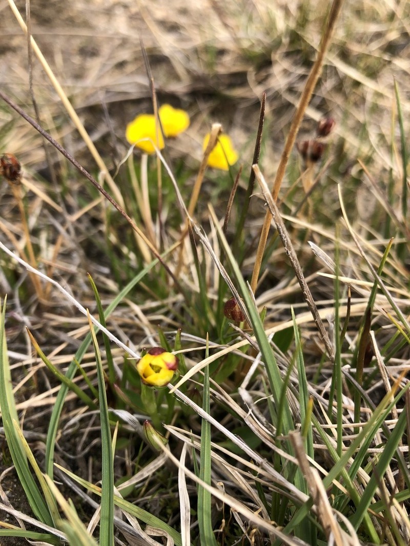 Ranunculus pseudohirculus photo 5