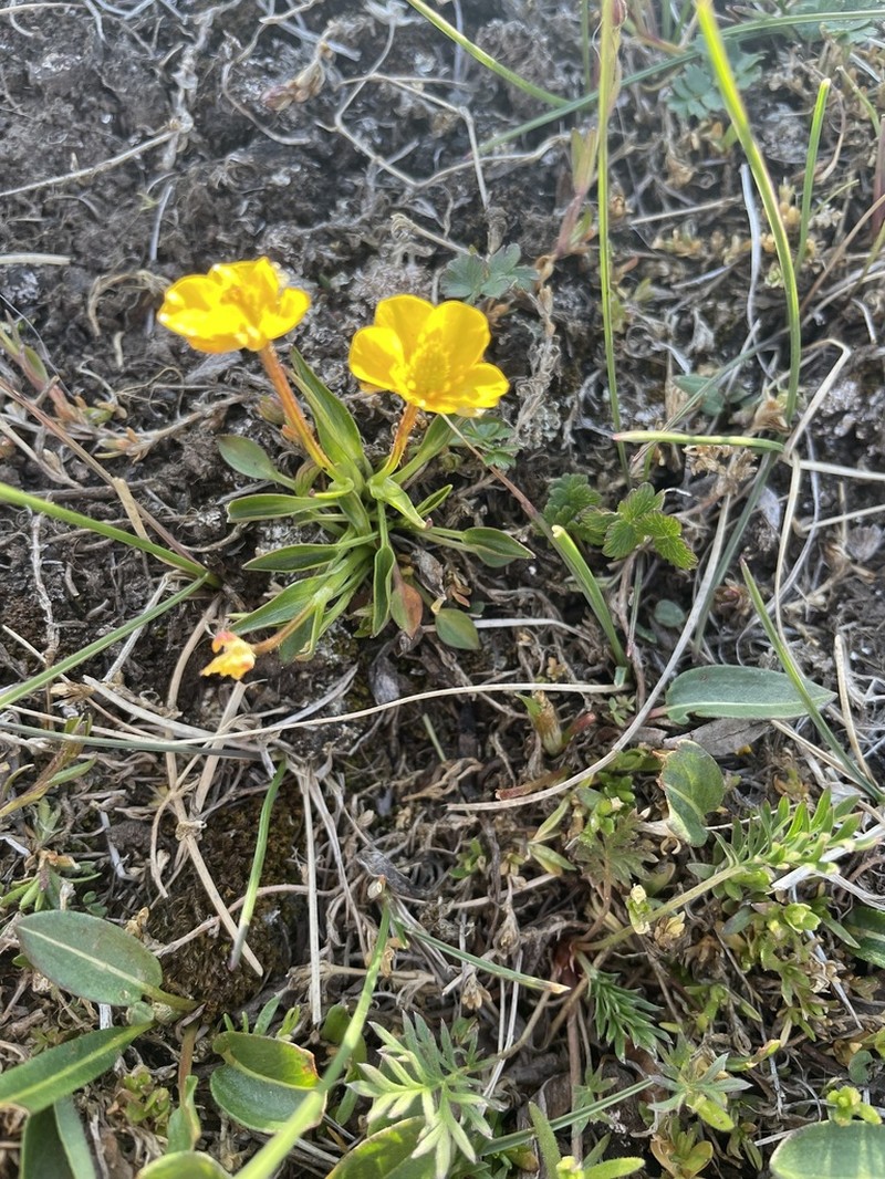 Ranunculus pseudohirculus photo 6