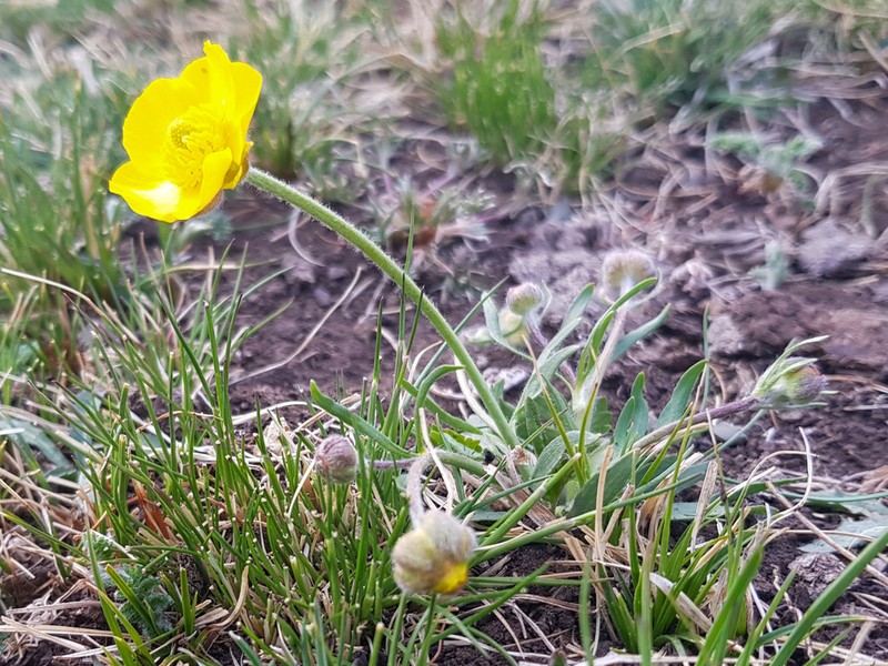 Ranunculus pseudohirculus photo 7
