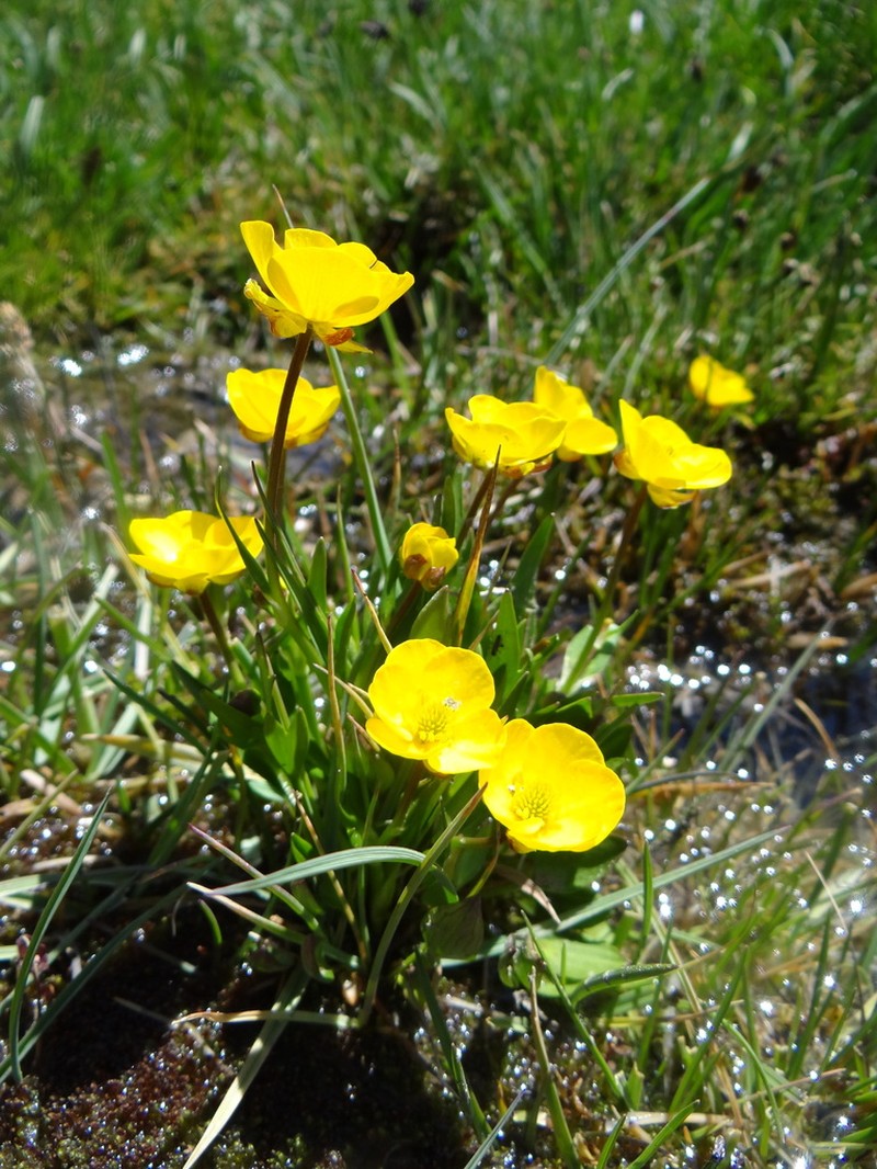 Ranunculus pseudohirculus photo 8
