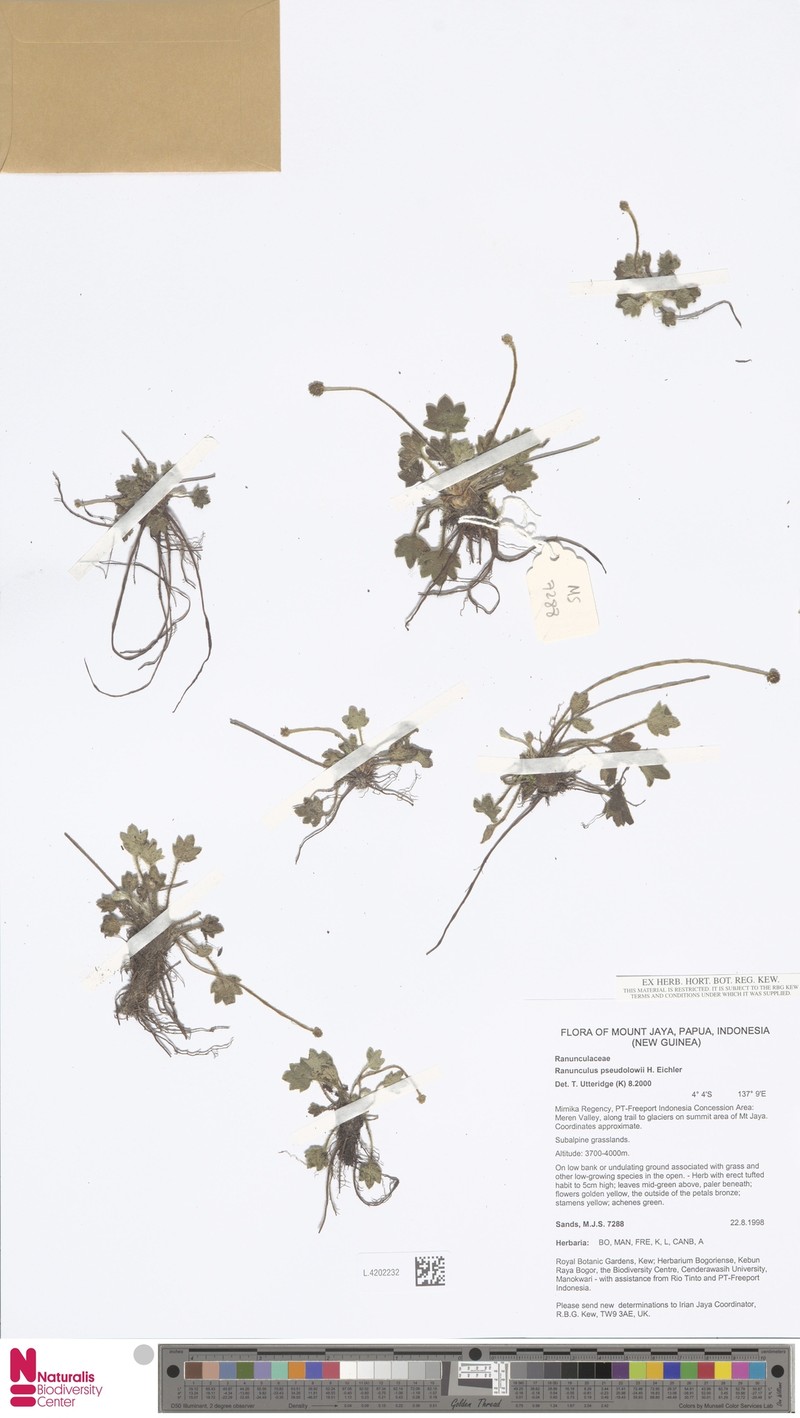 Ranunculus pseudolowii