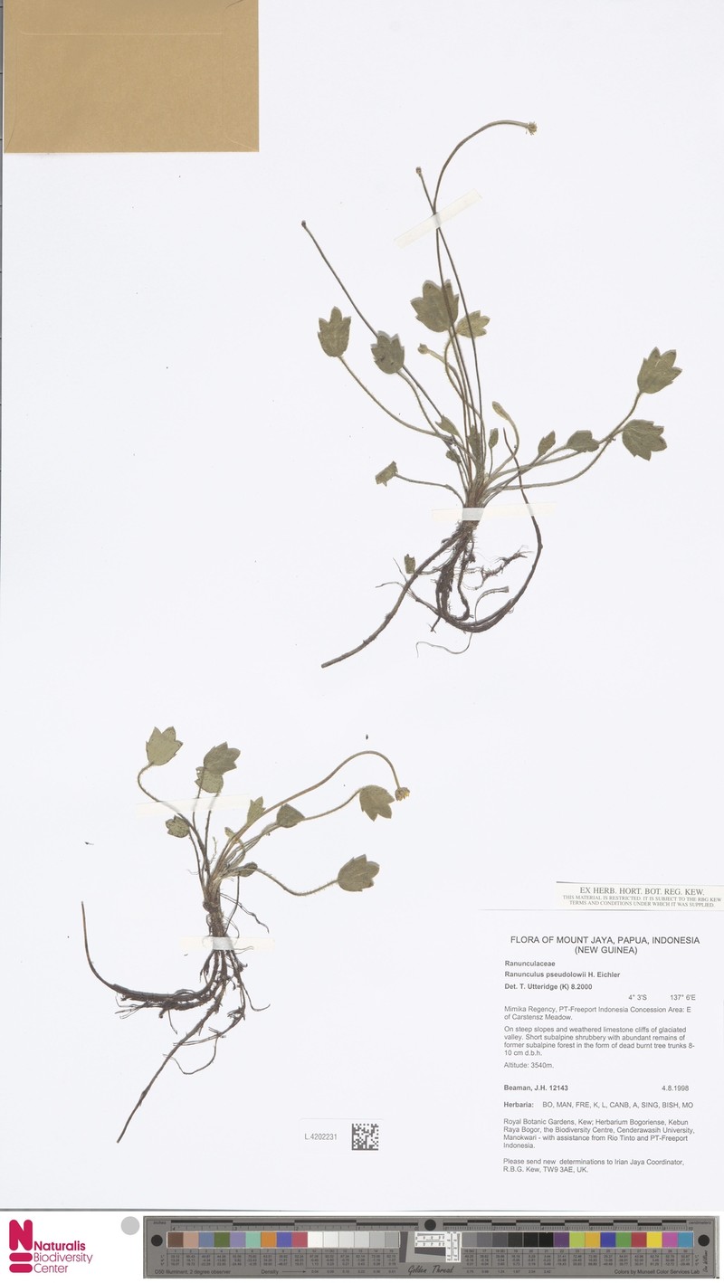 Ranunculus pseudolowii photo 2