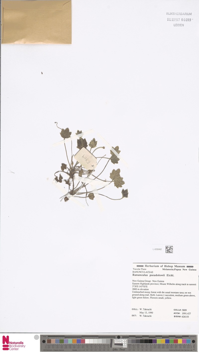 Ranunculus pseudolowii photo 3