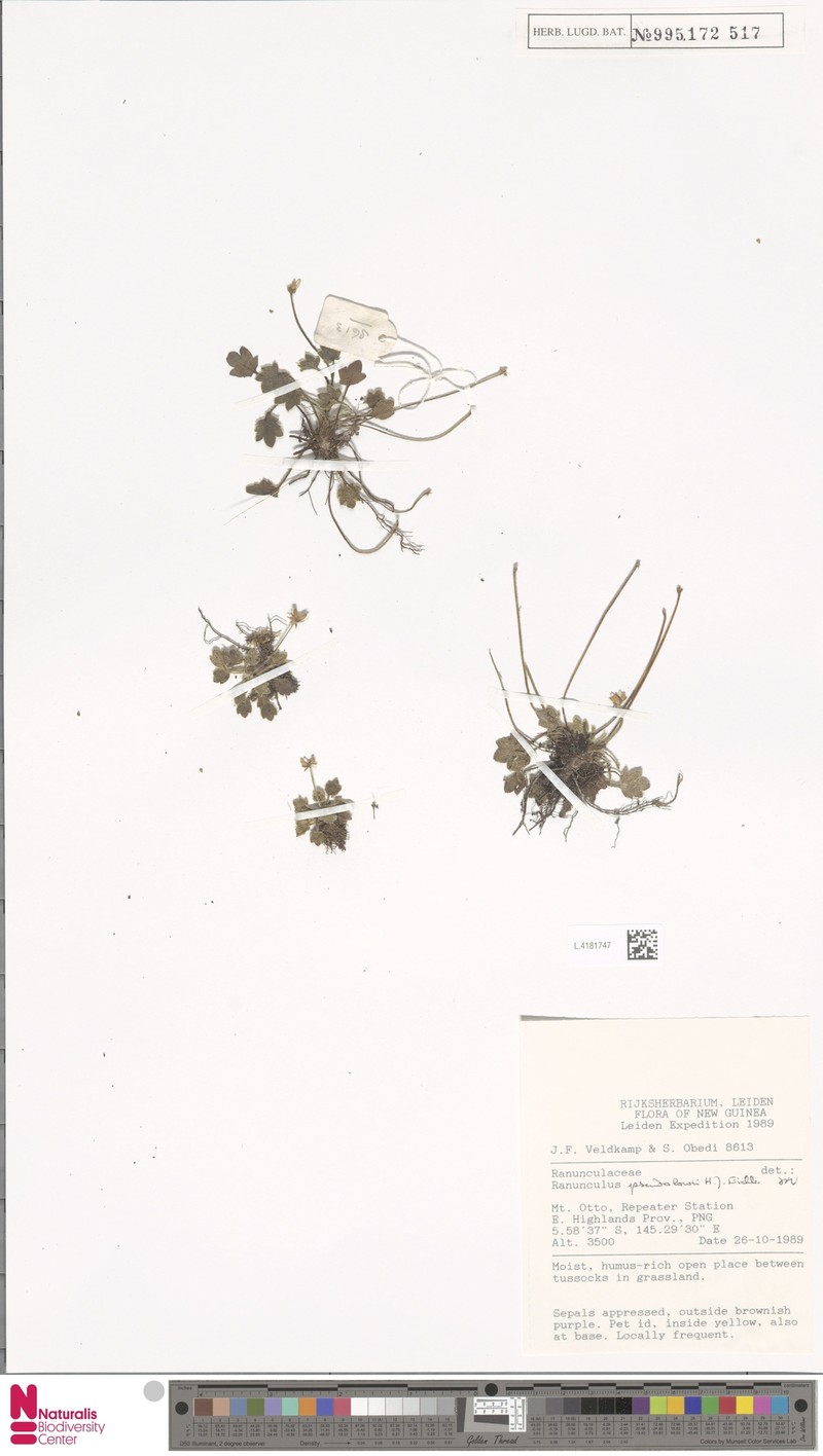 Ranunculus pseudolowii photo 4