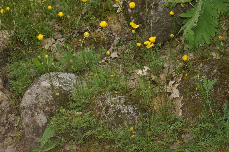 Ranunculus pseudomillefoliatus