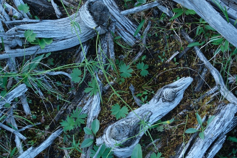 Ranunculus pseudomonophyllus