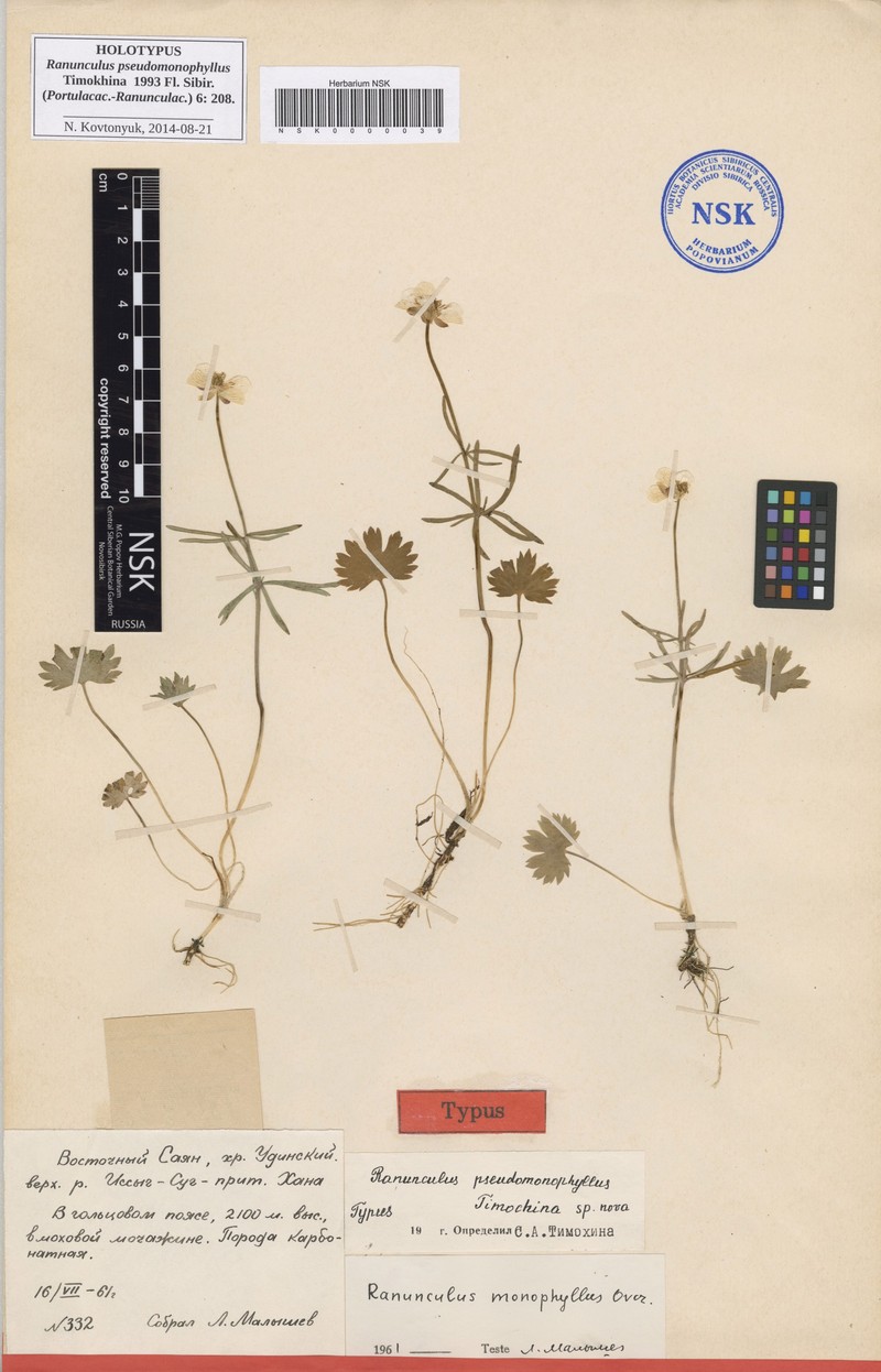 Ranunculus pseudomonophyllus photo 2