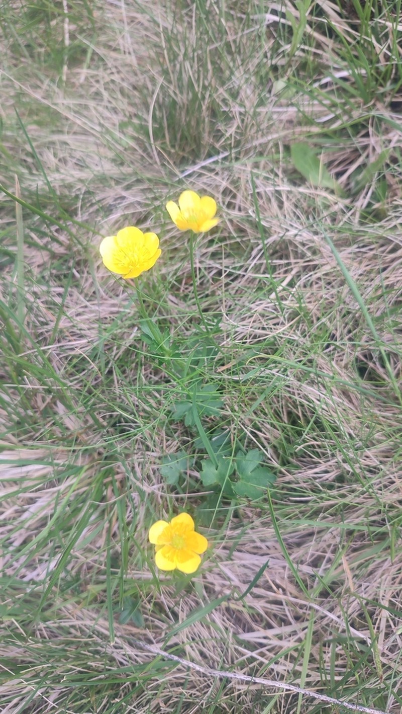 Ranunculus pseudomontanus photo 2