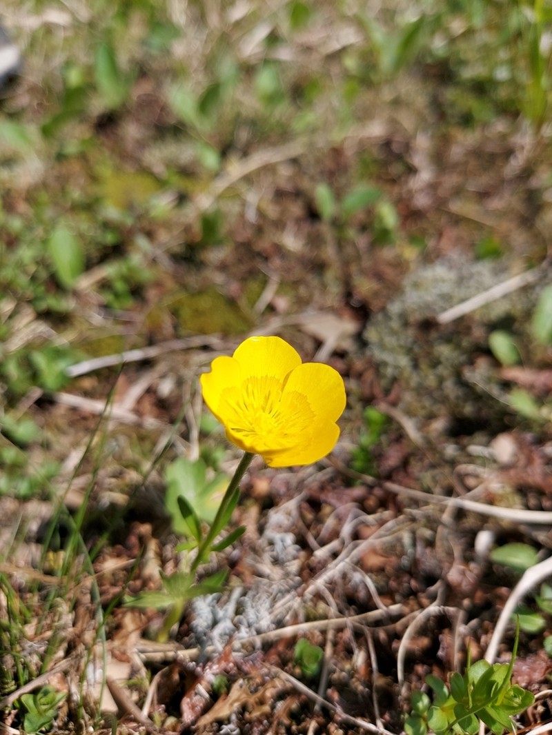 Ranunculus pseudomontanus photo 3