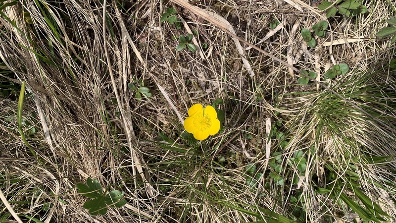 Ranunculus pseudomontanus photo 4