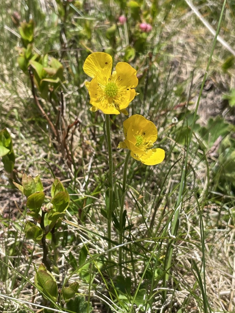 Ranunculus pseudomontanus photo 5