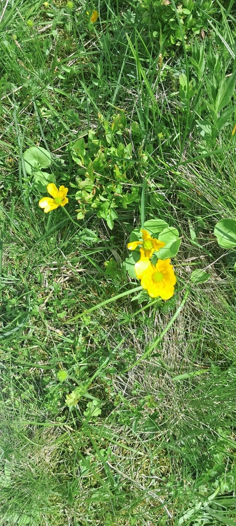 Ranunculus pseudomontanus photo 6