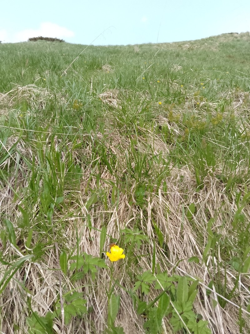 Ranunculus pseudomontanus photo 7